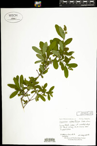 Ligustrum obtusifolium image