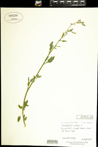 Chenopodium album image