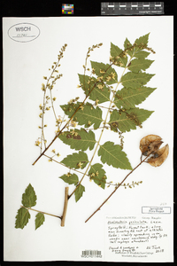 Koelreuteria paniculata image