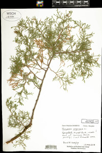 Juniperus virginiana image