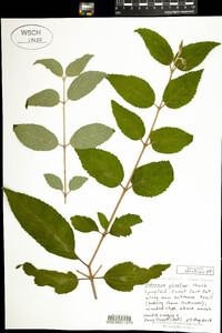 Viburnum carlesii image