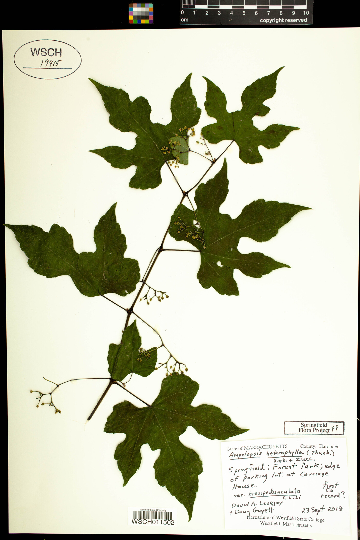 Ampelopsis heterophylla var. brevipedunculata image