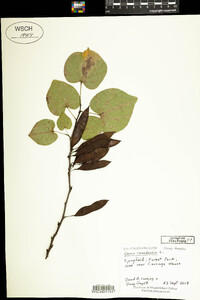 Cercis canadensis image