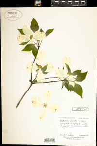 Benthamidia florida image