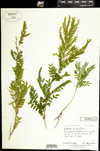 Gleditsia triacanthos image