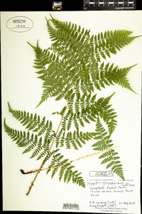 Dryopteris intermedia image