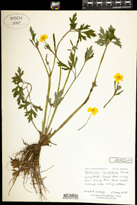 Ranunculus hispidus var. caricetorum image