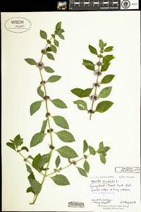 Mentha arvensis image