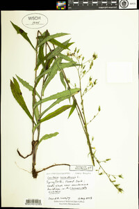 Lactuca canadensis image
