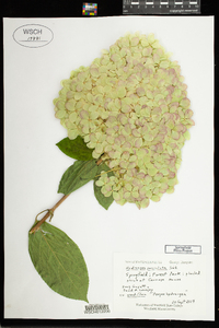 Hydrangea paniculata image