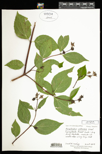 Philadelphus pubescens image