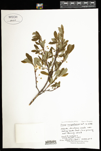 Prunus susquehanae image