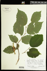 Image of Corylus cornuta ssp. cornuta