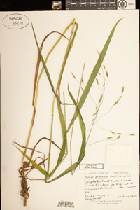 Bromus pubescens image