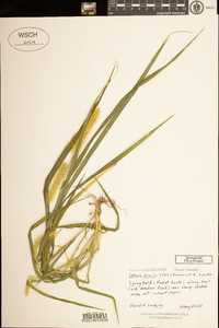 Setaria pumila image