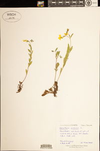 Oenothera perennis image