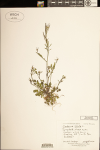 Cardamine hirsuta image