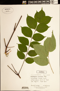 Phellodendron amurense image