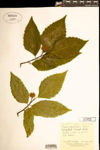 Fagus grandifolia image