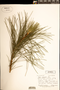 Pinus resinosa image