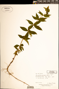 Lysimachia quadrifolia image