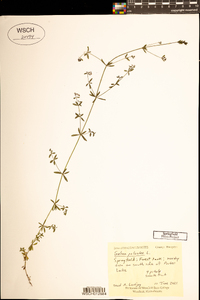 Galium palustre image