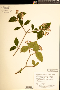 Viburnum carlesii image