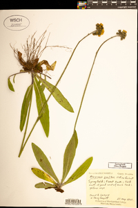 Hieracium praealtum image