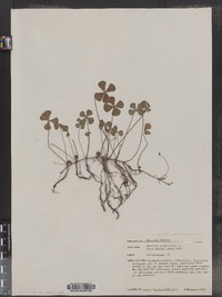 Marsilea quadrifolia image