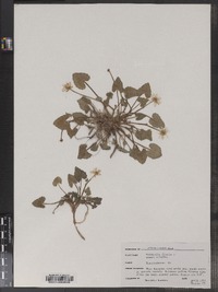Ranunculus ficaria image