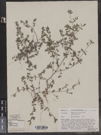 Chamaesyce maculata image