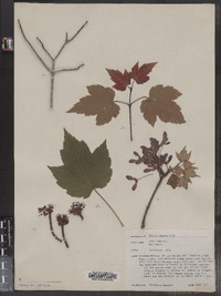 Acer rubrum image