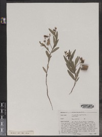 Crotalaria sagittalis image