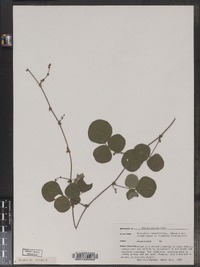 Desmodium rotundifolium image