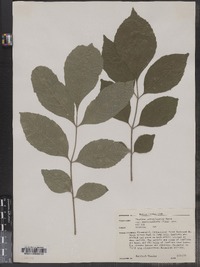 Fraxinus pennsylvanica var. subintegerrima image