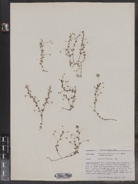 Veronica filiformis image