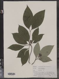 Cornus florida image