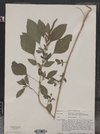 Amaranthus retroflexus image