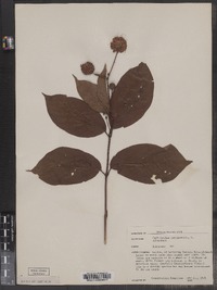 Cephalanthus occidentalis image