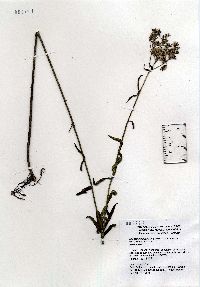 Image of Eupatorium novae-angliae