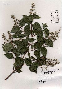 Image of Deutzia gracilis