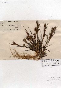 Dichanthelium acuminatum var. implicatum image