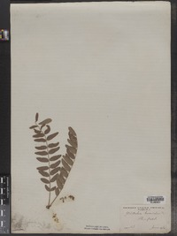 Gleditsia triacanthos image