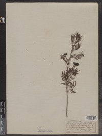 Image of Desmanthus brachylobus