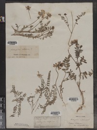 Astragalus alpinus image