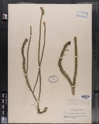 Lycopodiella alopecuroides image