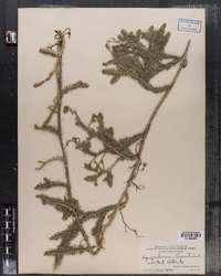 Lycopodium clavatum image