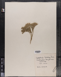 Lycopodium tristachyum image