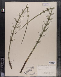 Equisetum fluviatile image