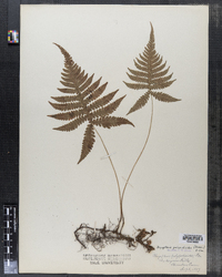 Dryopteris polypodioides image